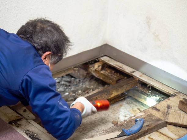 Best Same-Day Mold Removal  in Rock Springs, NM