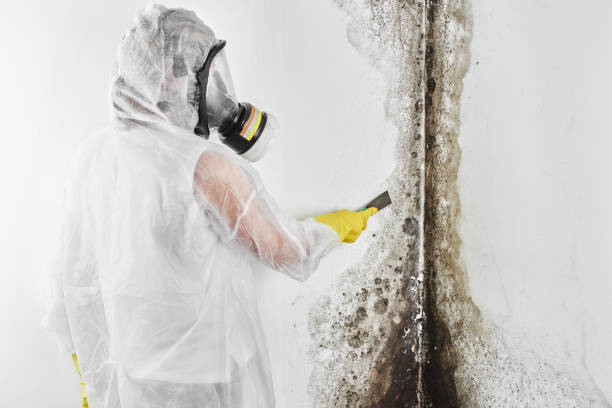 Best Local Mold Removal Service  in Rock Springs, NM