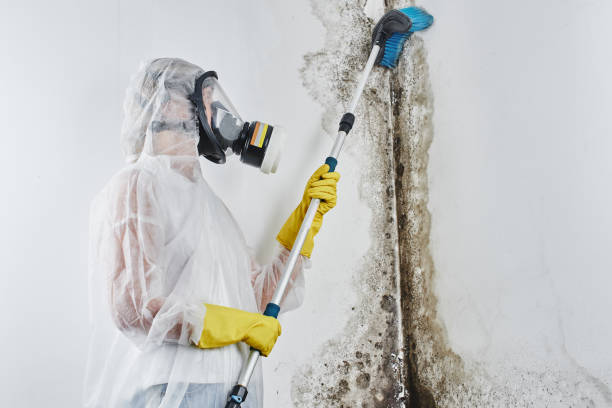Best Residential Mold Removal  in Rock Springs, NM