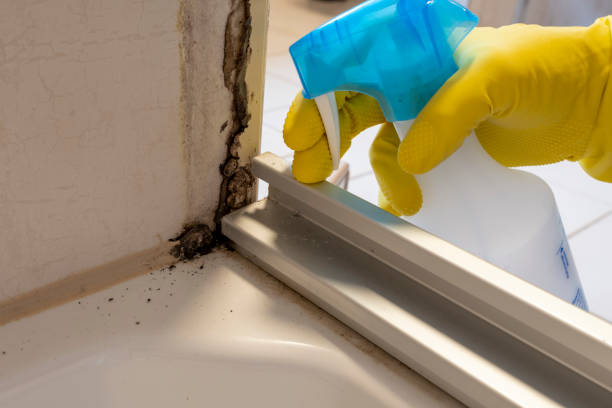 Best Residential Mold Removal  in Rock Springs, NM