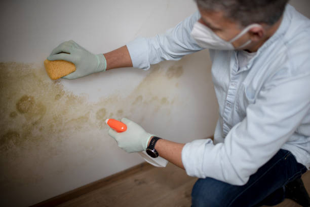 Best Crawl Space Mold Removal  in Rock Springs, NM