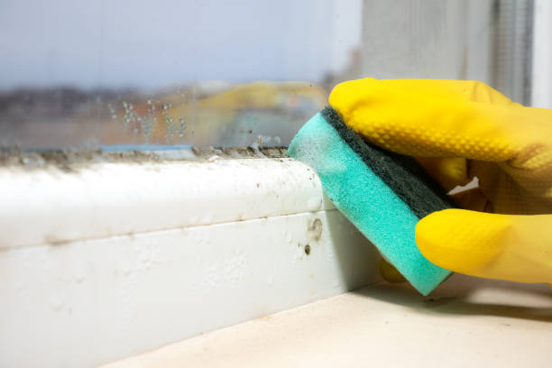 Best Mold Damage Repair  in Rock Springs, NM
