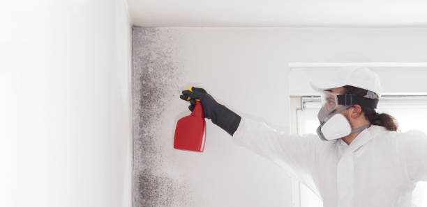 Certified Mold Removal in Rock Springs, NM