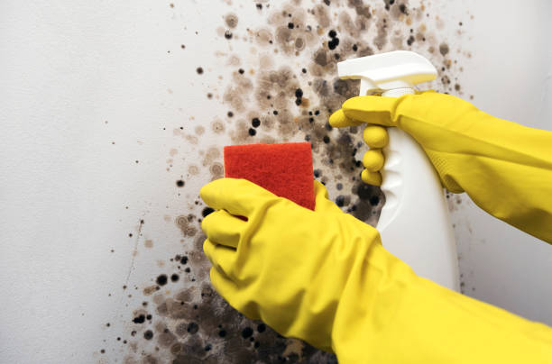 Professional Mold Removal in Rock Springs, NM