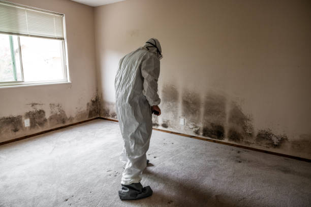 Best Attic Mold Removal  in Rock Springs, NM