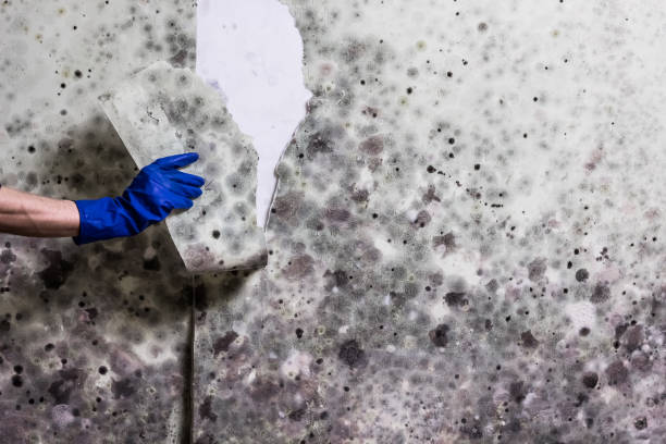 Best Professional Mold Removal  in Rock Springs, NM