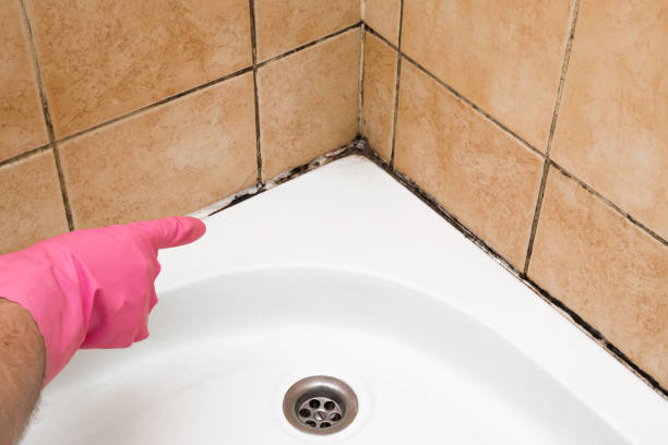 Office Mold Removal Services in Rock Springs, NM